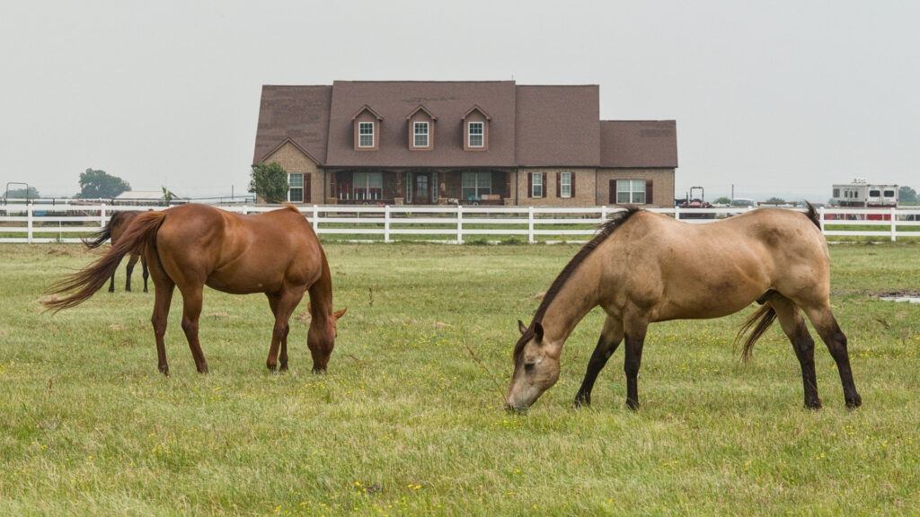 Pilot Point Horses
