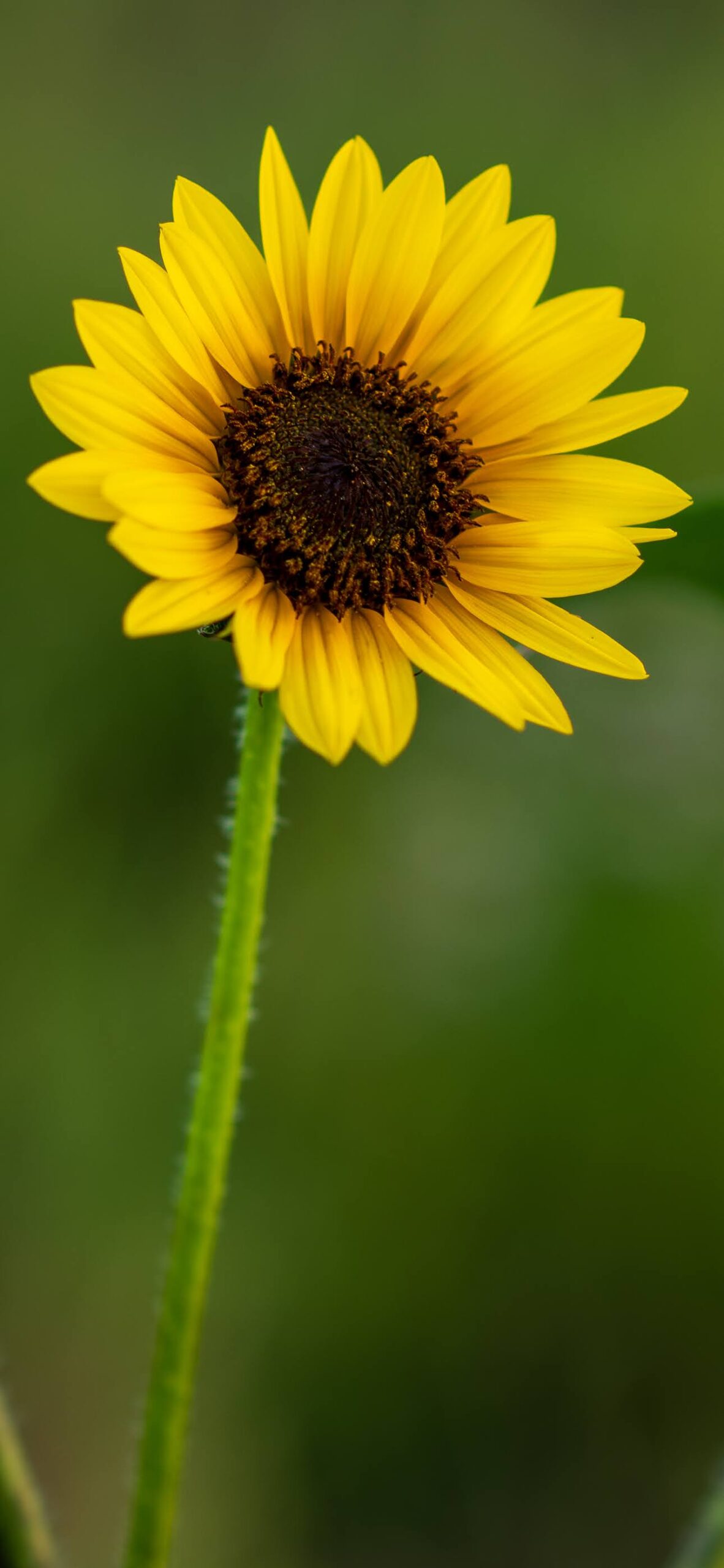 Yellow Flower